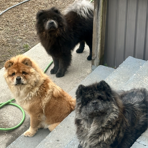 The Chow Chows